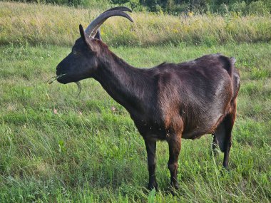 Otlaktaki kara keçi. Keçi otluyor..