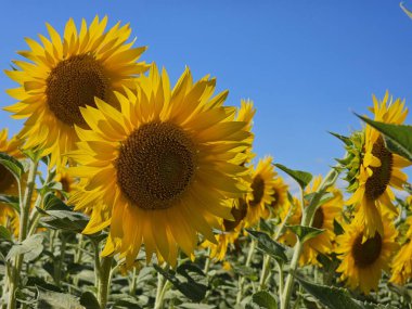 Yazın mavi gökyüzü olan ayçiçeği tarlası
