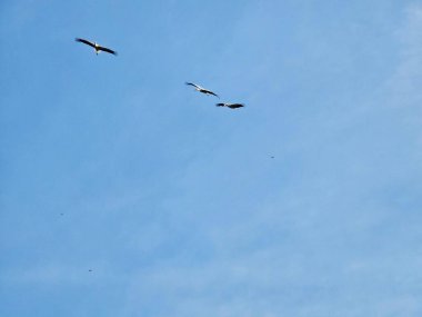 Gökyüzünde uçan kuş sürüsü