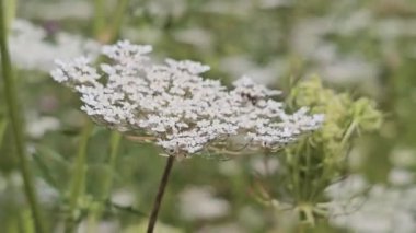 Tarlada güzel çiçekler