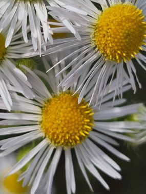 Beyaz bir papatya çiçeğine yaklaş