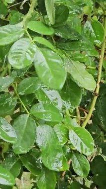 Bahçede yeşil yaprak