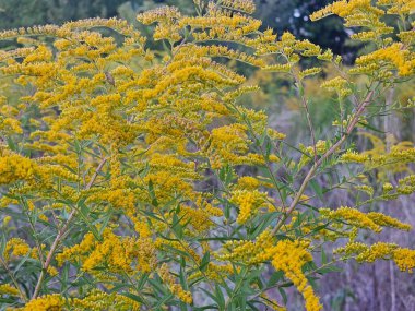 Bahçedeki sarı çiçekler