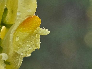 Güzel botanik fotoğrafı, doğal duvar kağıdı.