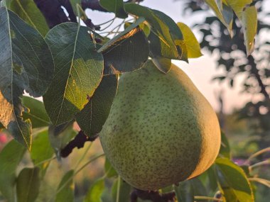 green apple tree with ripe fruits in the garden