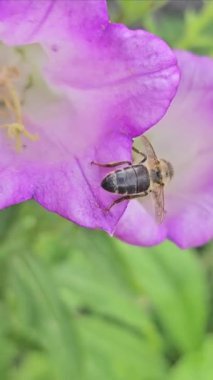 Pembe çiçekteki arı