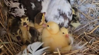 Yuvadaki sevimli küçük piliçler