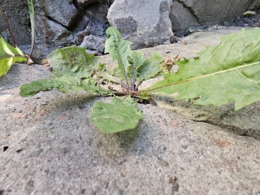 Yerde yeşil yapraklar