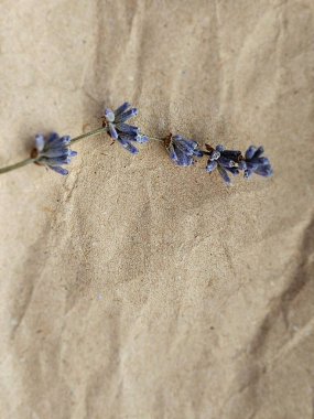 Güzel botanik fotoğrafı, doğal duvar kağıdı.