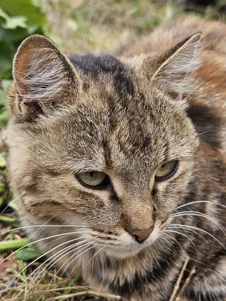 Bahçedeki kedi