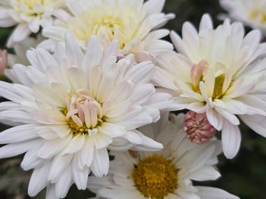 Bahçedeki güzel çiçekler