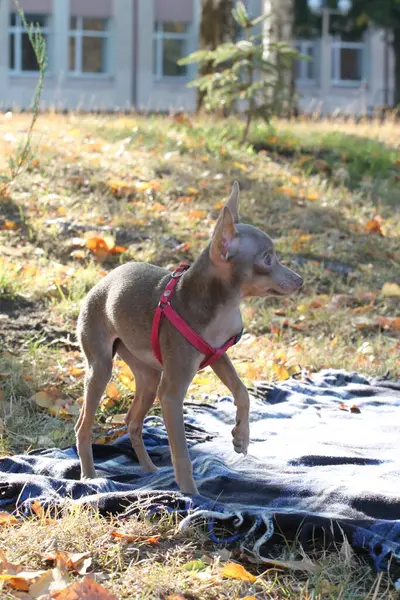 Parktaki küçük köpek