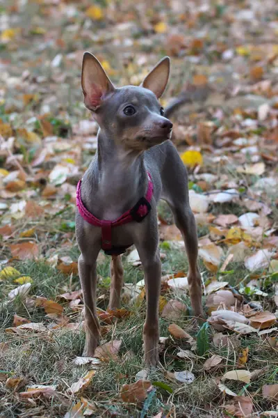 Parktaki sonbahar ormanında köpek chihuahua yetiştirir, chihuahua köpeği. Chihuahua sonbahar yürüyüşünde yürür