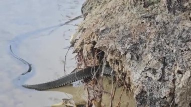 Ormanda yerde yatan güzel beyaz bir ejderhanın yakın plan fotoğrafı.