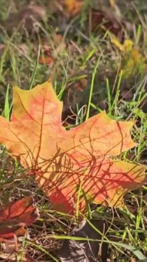 Sonbaharda kırmızı akçaağaç yaprağı