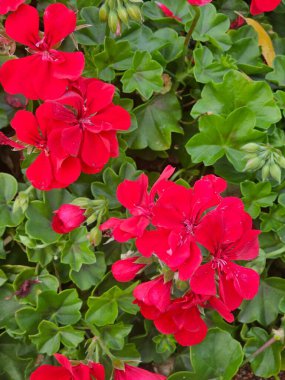 Bahçedeki güzel çiçekler