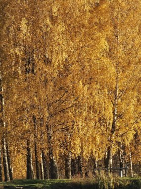 Sonbahar ağaçları, sonbahar bitkileri
