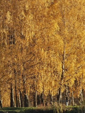 Sonbahar ormanı sabahları