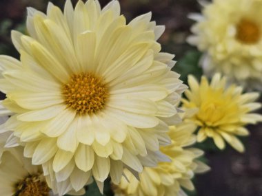 Bahçedeki güzel çiçekler