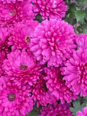 Bahçede çiçek açan kasımpatılar.