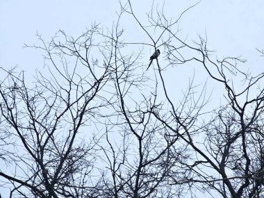 Ağaç dalları, doğa bitki örtüsü ve fauna