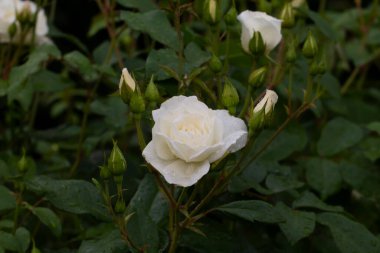 Bahçedeki beyaz çiçek