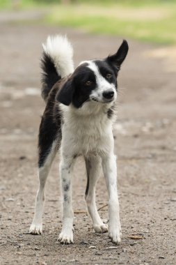 Parkta kenar kömür ocağı