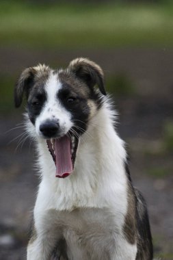 Şirin bir köpeğin portresi