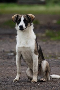 Dışarıdaki Şirin Köpeğin Portresi