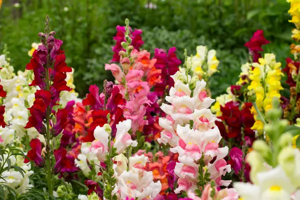 çiçek tarhı ve renkli çiçekler