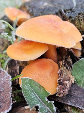 bir ağaç üzerinde mantar