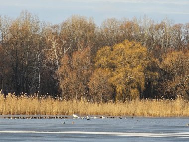 Ağaçlar ve yapraklarla dolu sonbahar manzarası