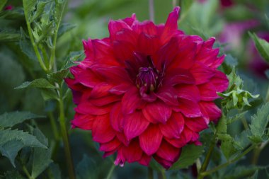 Bahçedeki güzel kırmızı çiçek