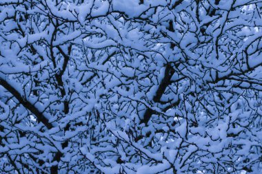 ağacın karda
