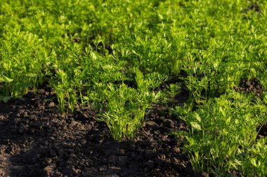 yeşil çimenler tarlada