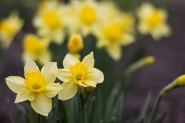 Bahçedeki sarı narsisli