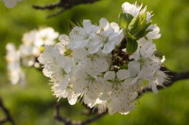 Ağaçtaki bahar çiçekleri