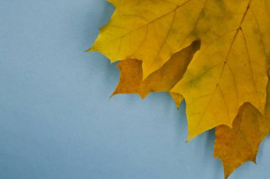 Sonbahar yapraklarının arka planında sarı akçaağaç yaprakları.