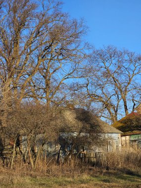 Sonbaharda ağaçlarla ve mavi gökyüzüyle kırsal alan