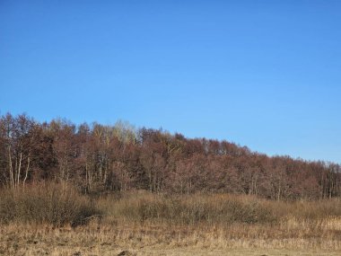 Güzel bir manzara Ağacı ve mavi gökyüzü