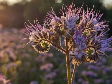 Güzel botanik fotoğrafı, doğal duvar kağıdı.