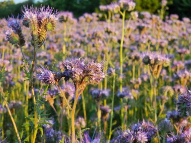 Mor çiçek açan tarlada güzel bir poz.