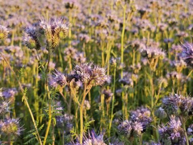 Sahada güzel mor çiçekler