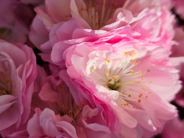 güzel çiçekler, botanik konsepti