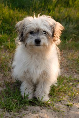 Şirin bir köpek yavrusunun portresi