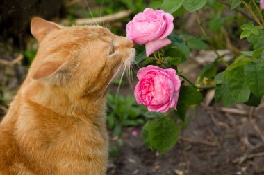 Kırmızı kedi pembe gül kokluyor.