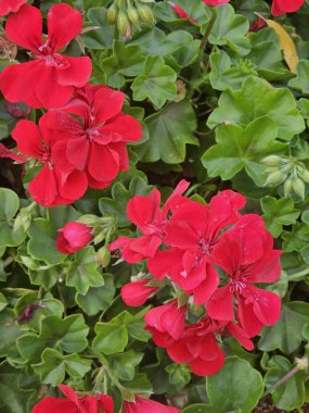 Bahçedeki kırmızı çiçekler