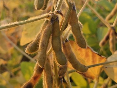 soya fasulyesi, tarlada soya fasulyesi kabuğu.