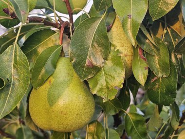 armutlu yeşil yapraklar