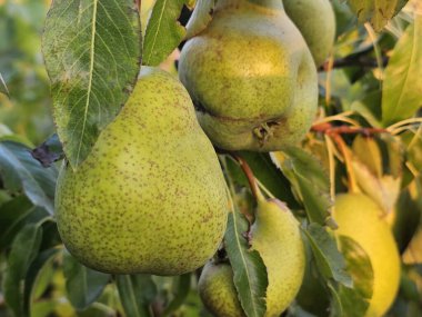 Bahçedeki ağaçta olgun armutlar